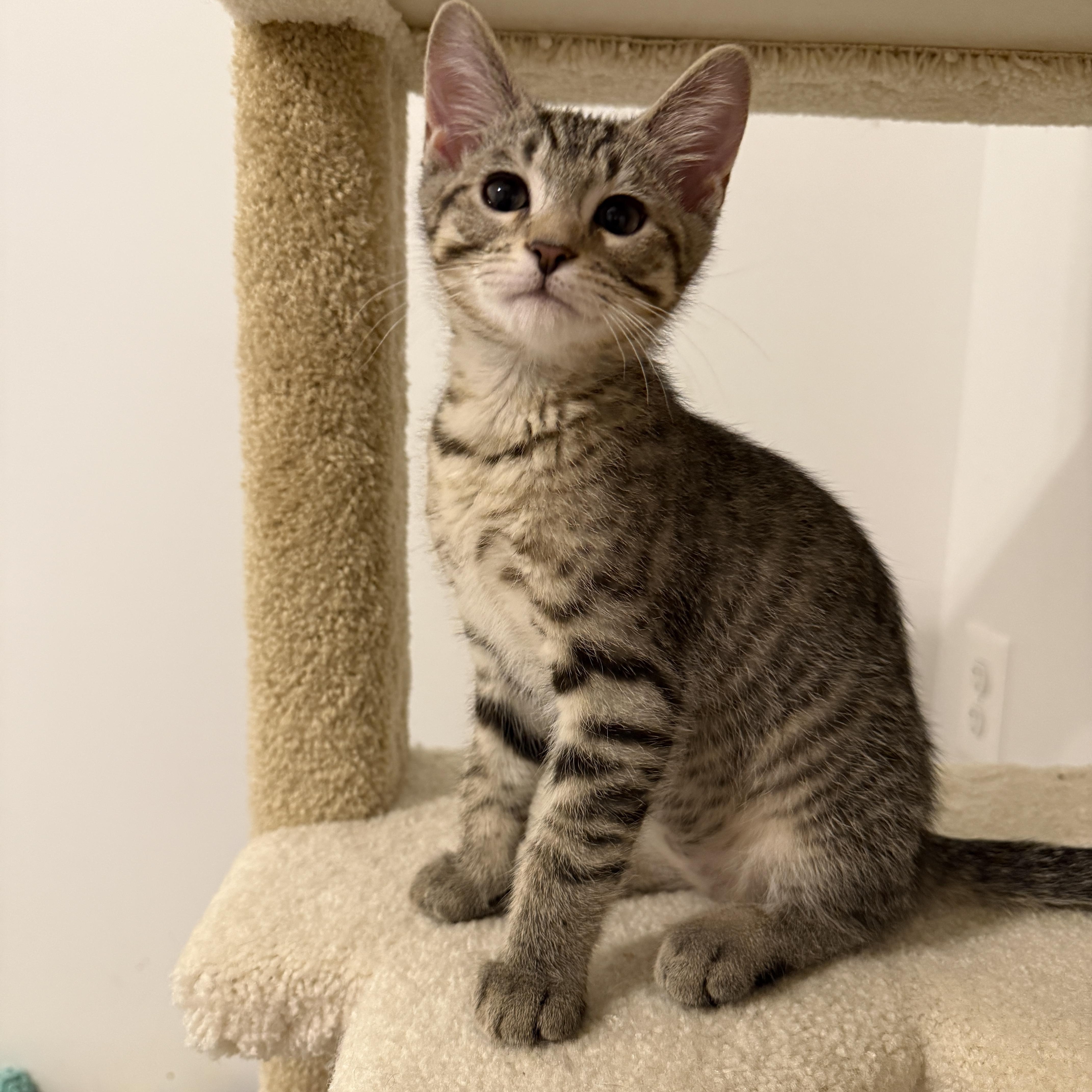 Lucky Charms - Jade, a Adoptable Domestic Short Hair in Leesburg, VA image 6/6