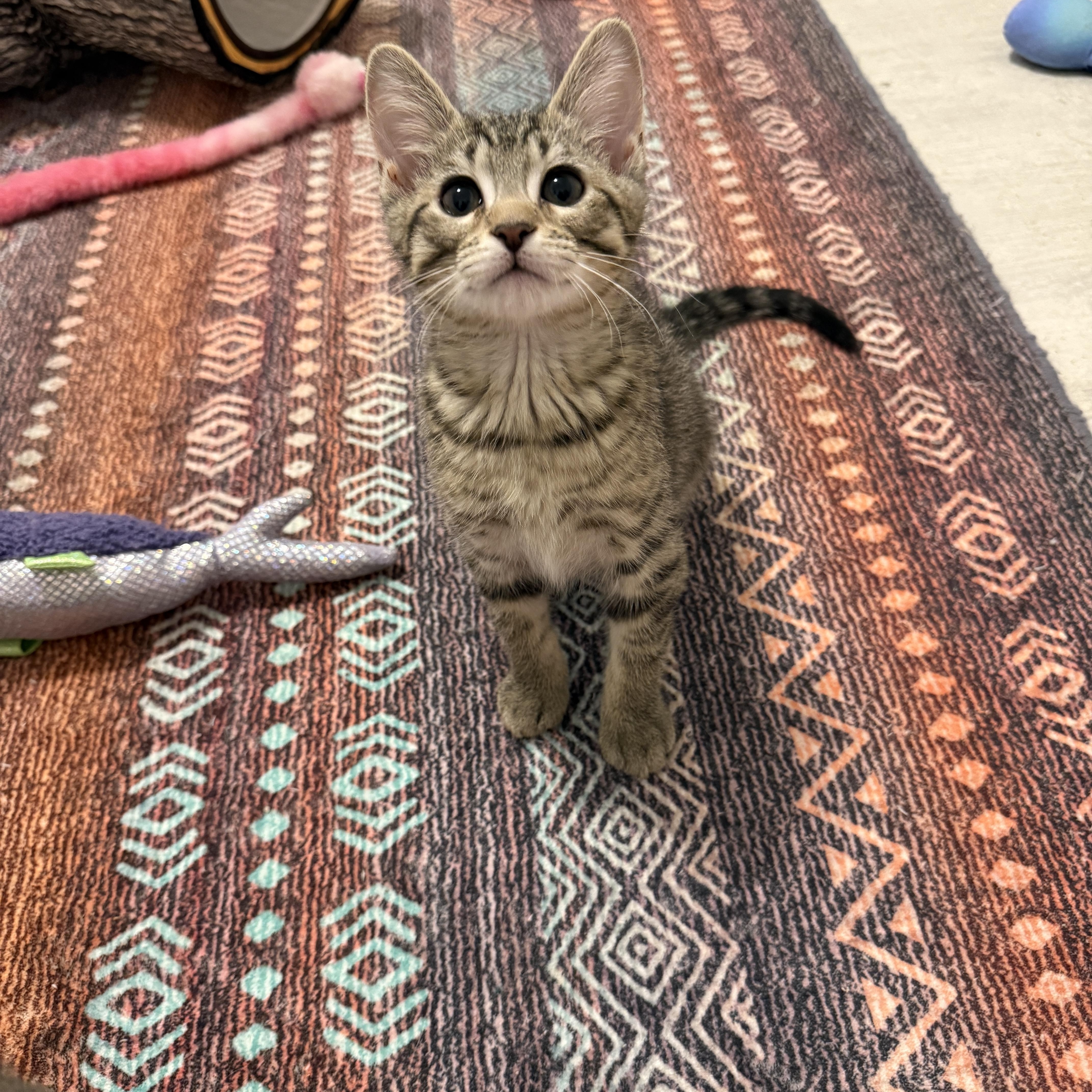 Lucky Charms - Jade, a Adoptable Domestic Short Hair in Leesburg, VA image 1/6