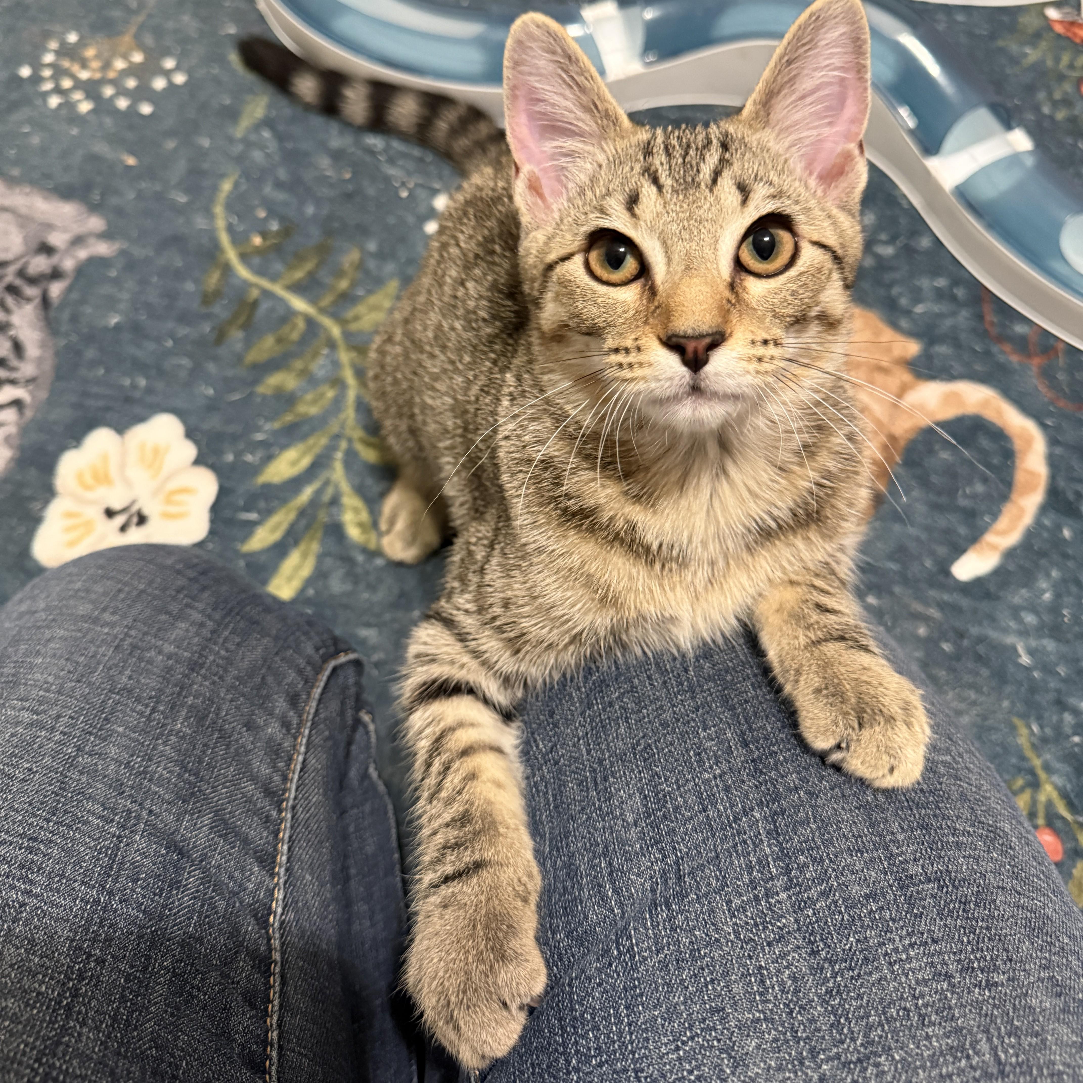 Lucky Charms - Jade, Adoptable, Kitten Female Domestic Short Hair.