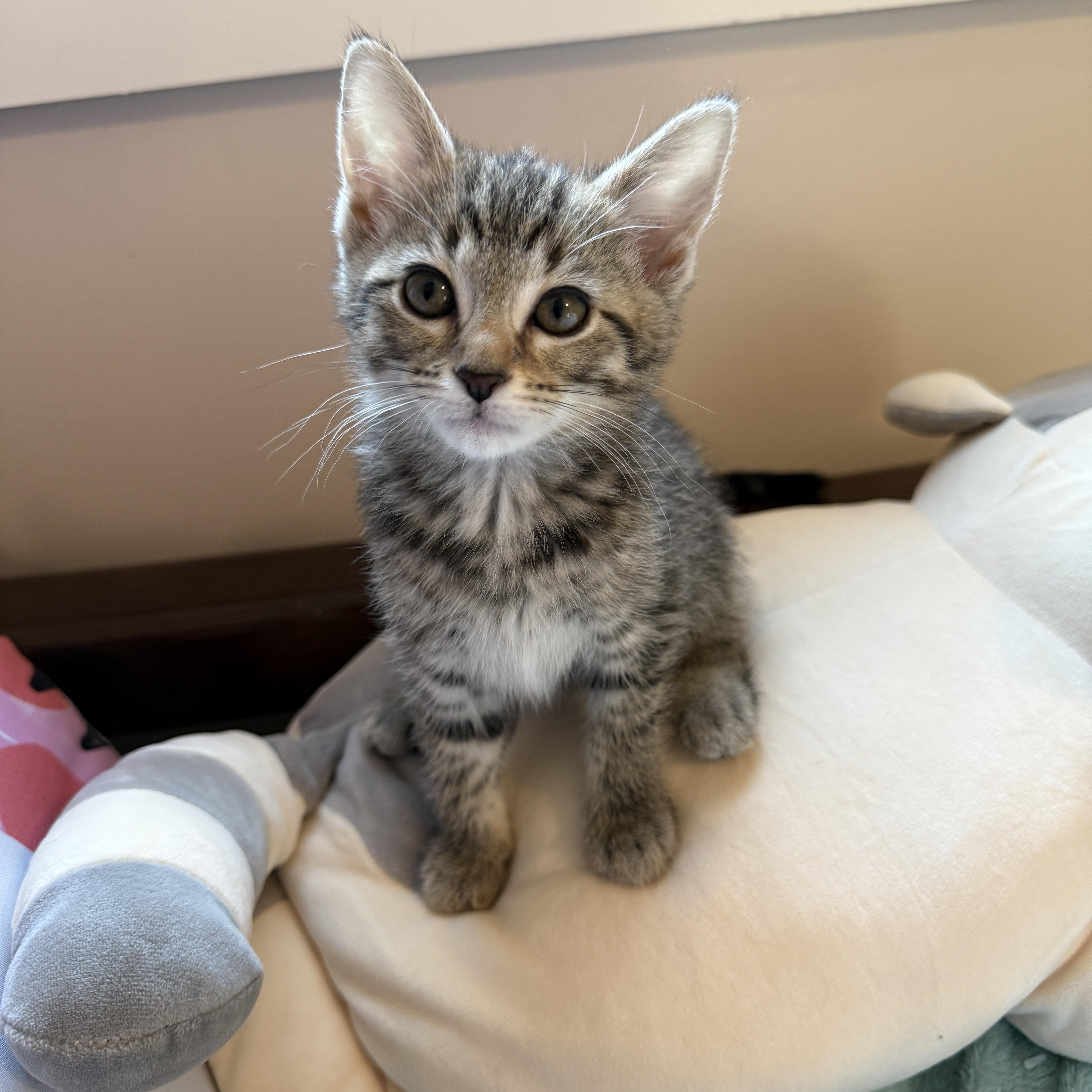 Lucky Charms - Jade, a Adoptable Domestic Short Hair in Leesburg, VA image 2/6
