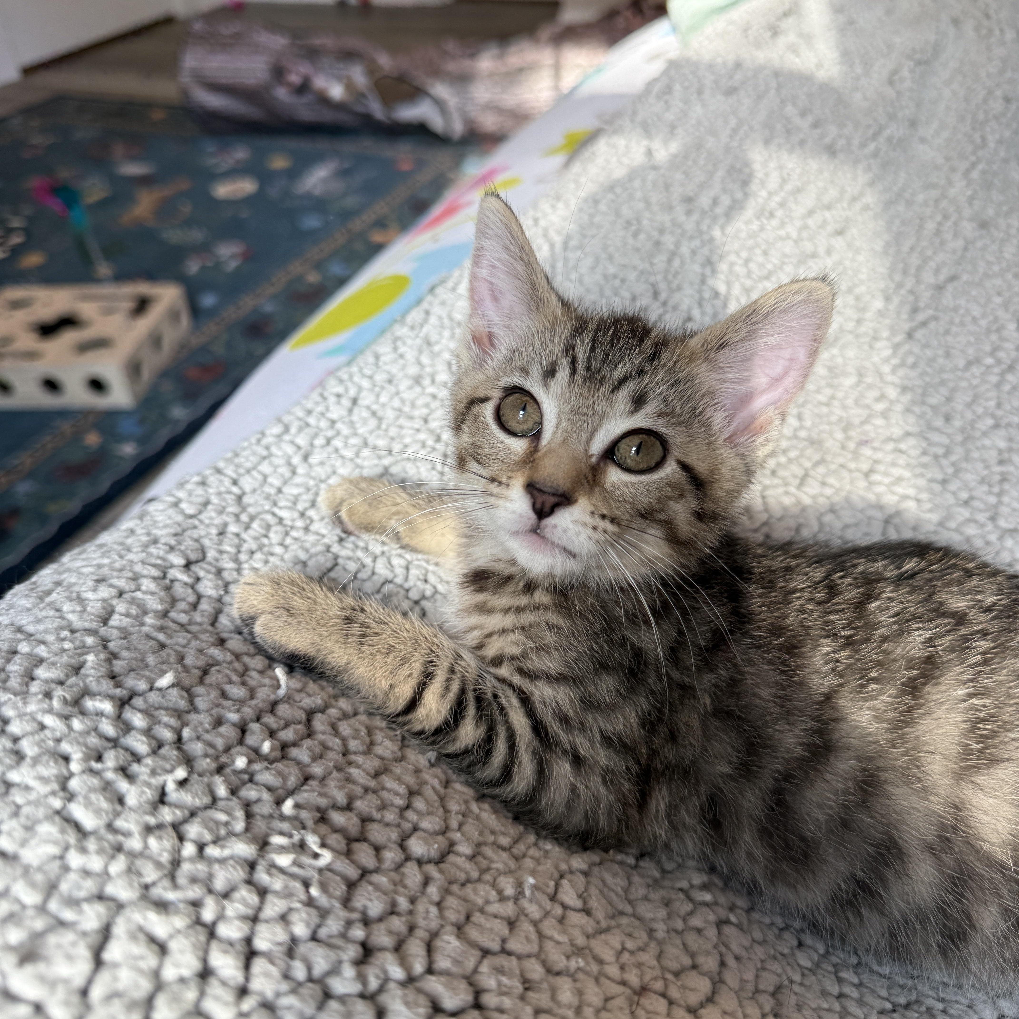 Lucky Charms - Jade, a Adoptable Domestic Short Hair in Leesburg, VA image 4/6