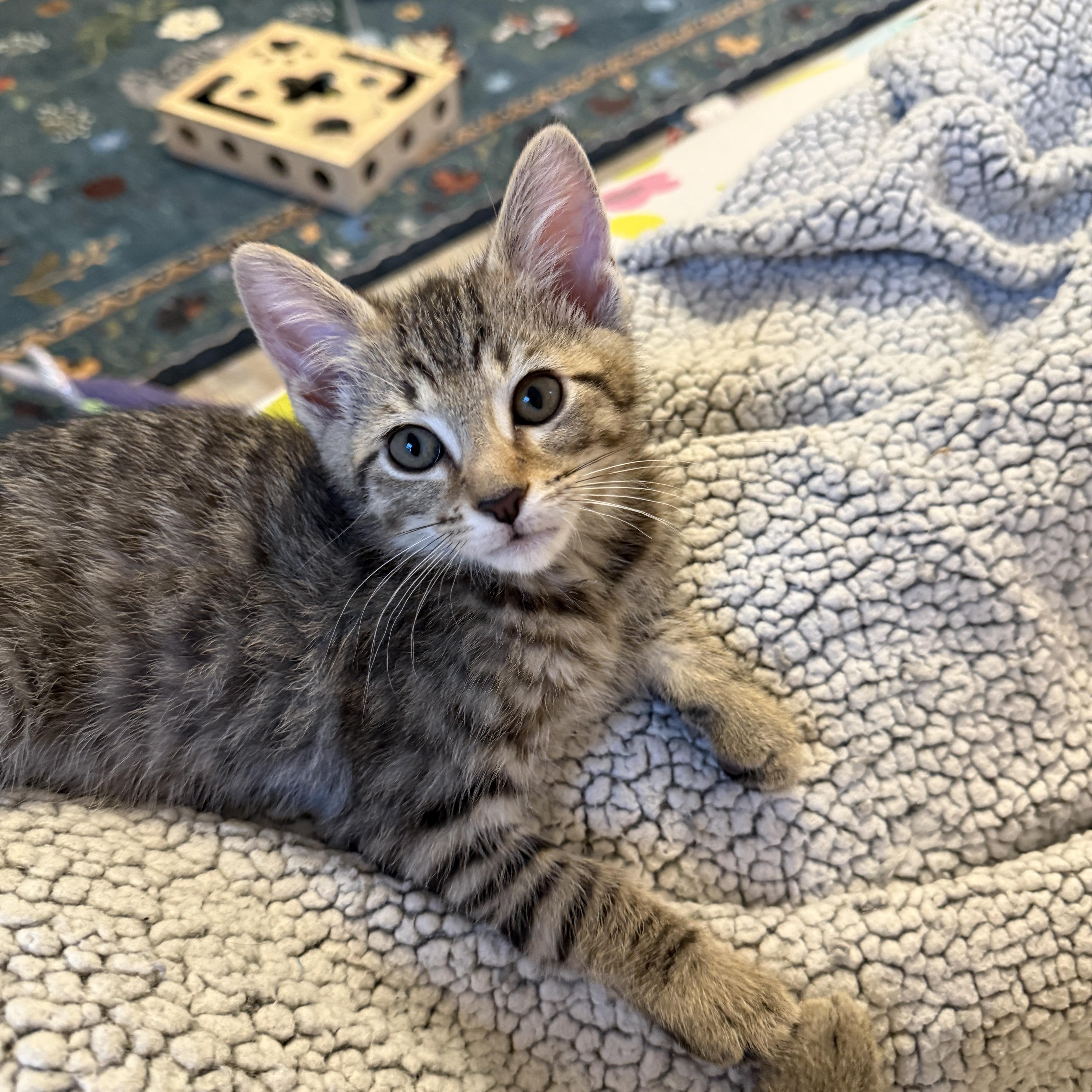 Lucky Charms - Jade, a Adoptable Domestic Short Hair in Leesburg, VA image 5/6