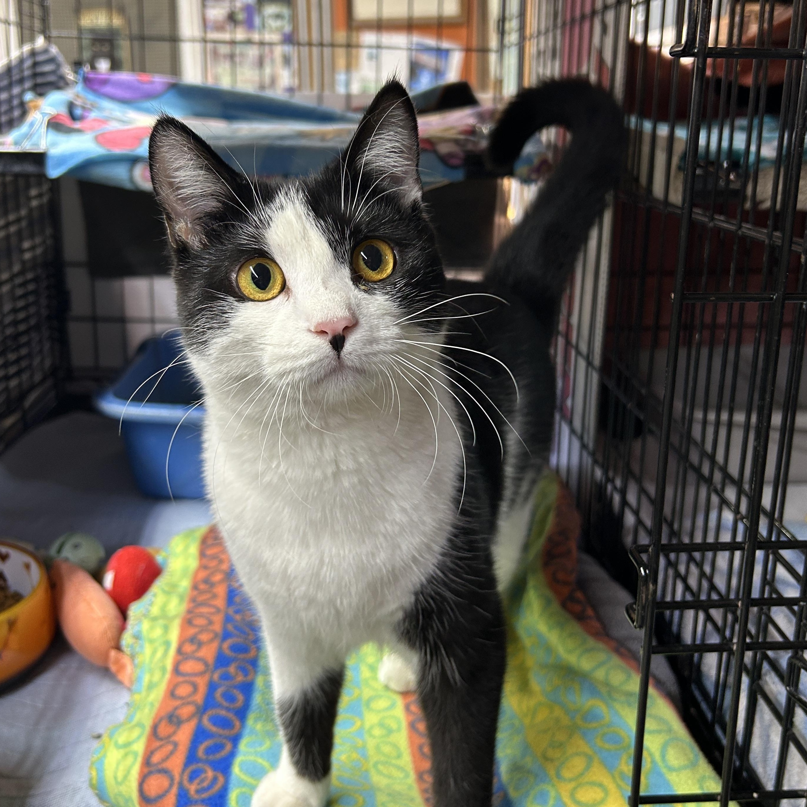 Enlarge Georgie, a ADOPTABLE Domestic Short Hair in Avon, OH image 1/5