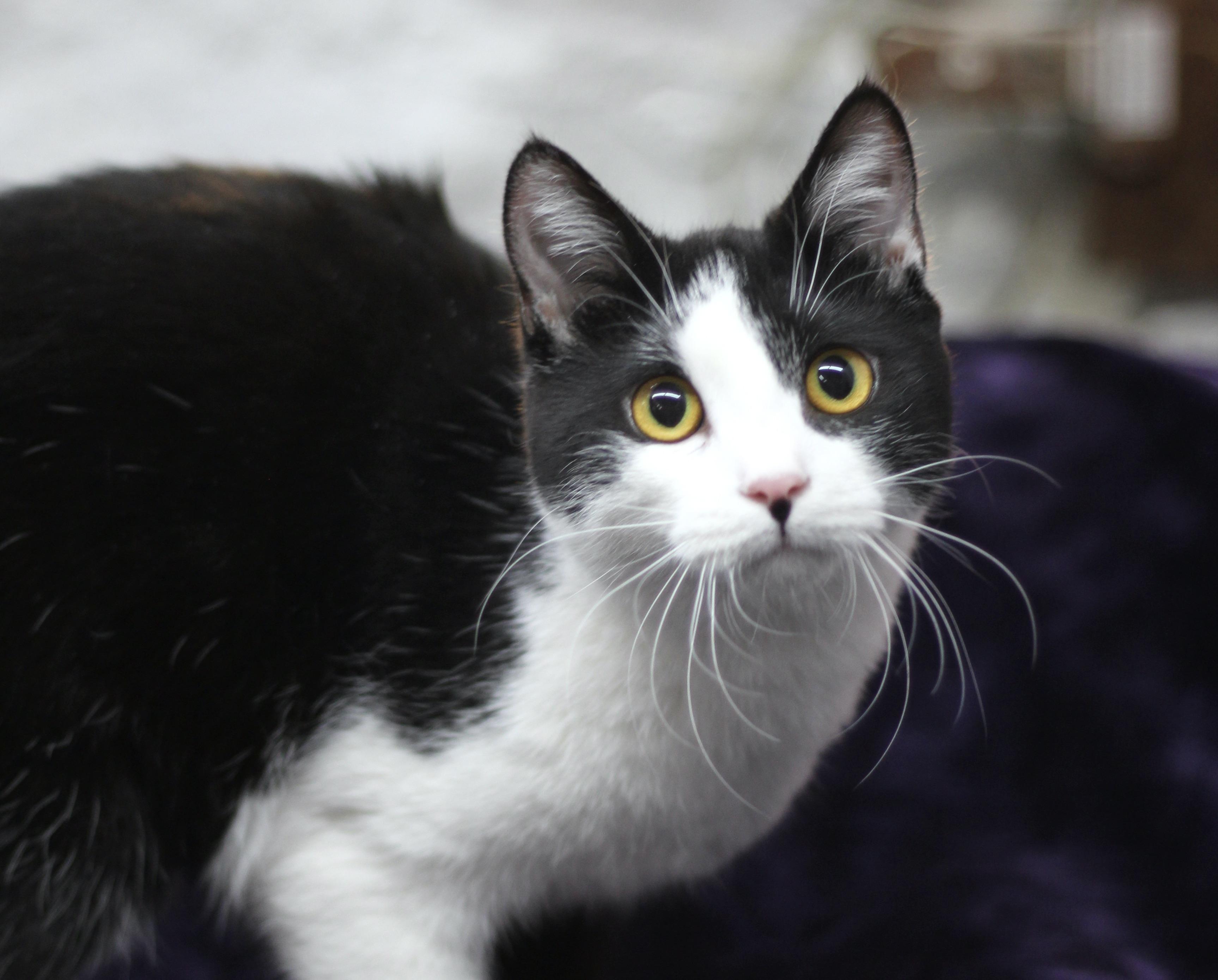 Enlarge Georgie, a ADOPTABLE Domestic Short Hair in Avon, OH image 4/5