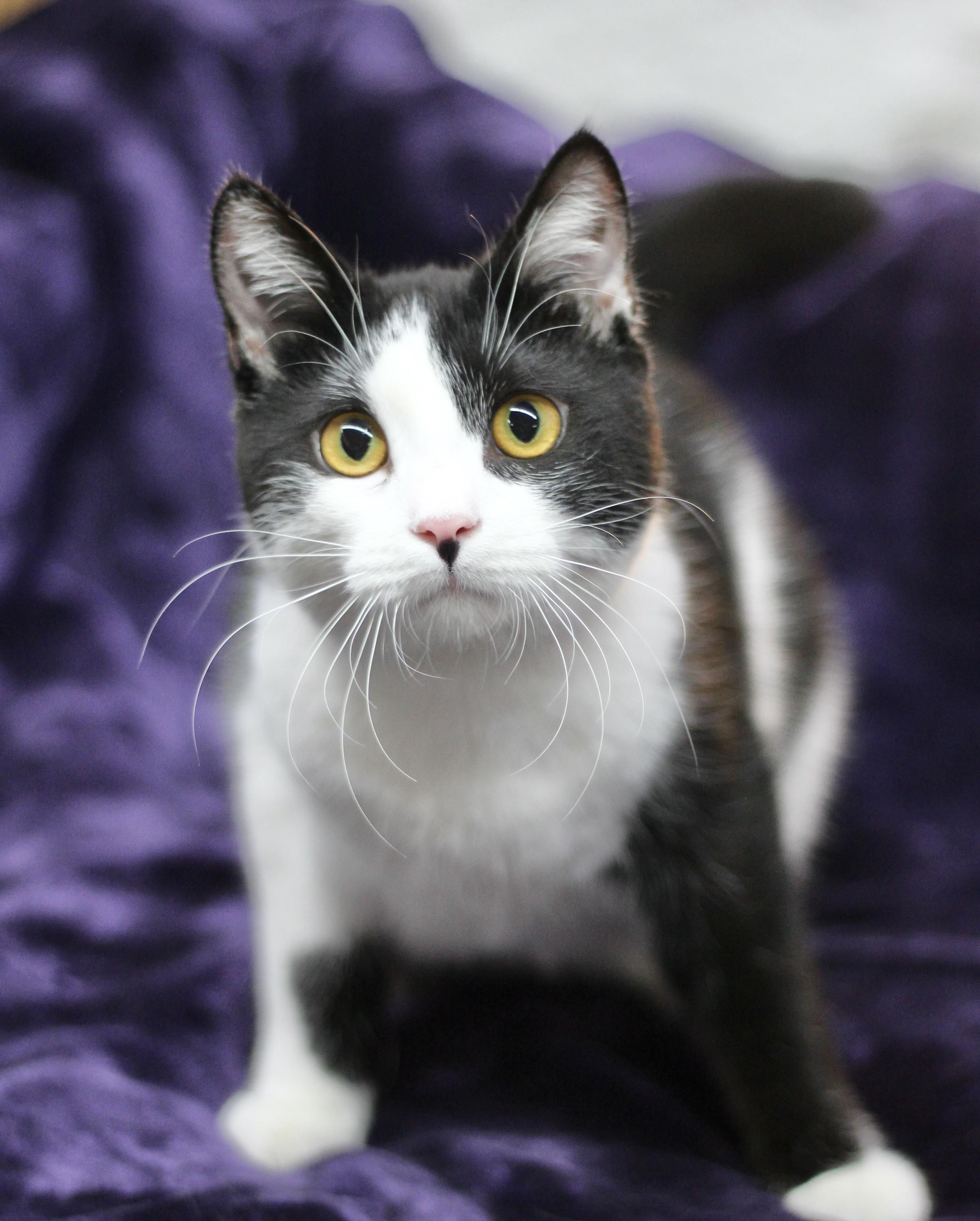 Enlarge Georgie, a ADOPTABLE Domestic Short Hair in Avon, OH image 2/5