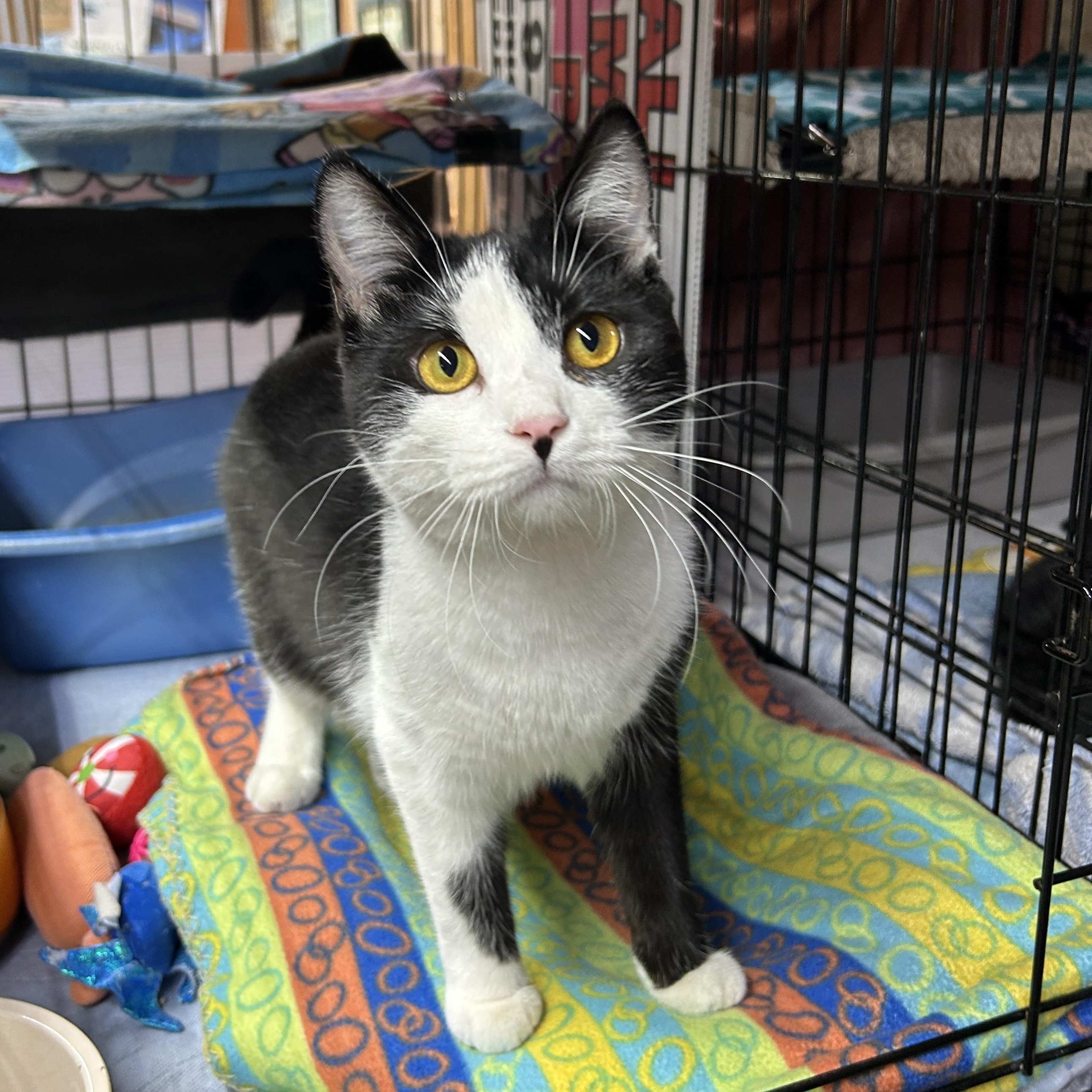 Enlarge Georgie, a ADOPTABLE Domestic Short Hair in Avon, OH image 3/5