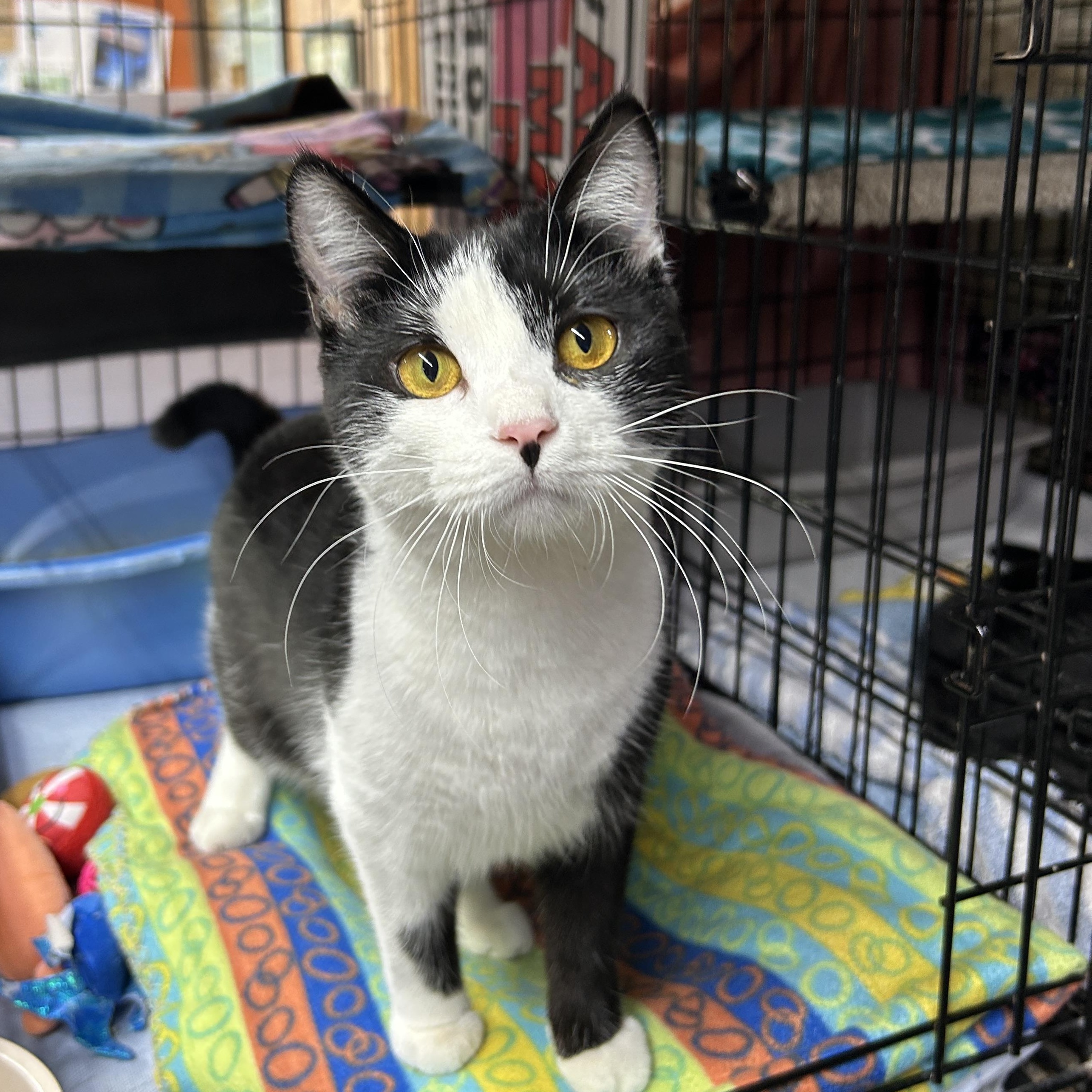 Enlarge Georgie, a ADOPTABLE Domestic Short Hair in Avon, OH image 5/5