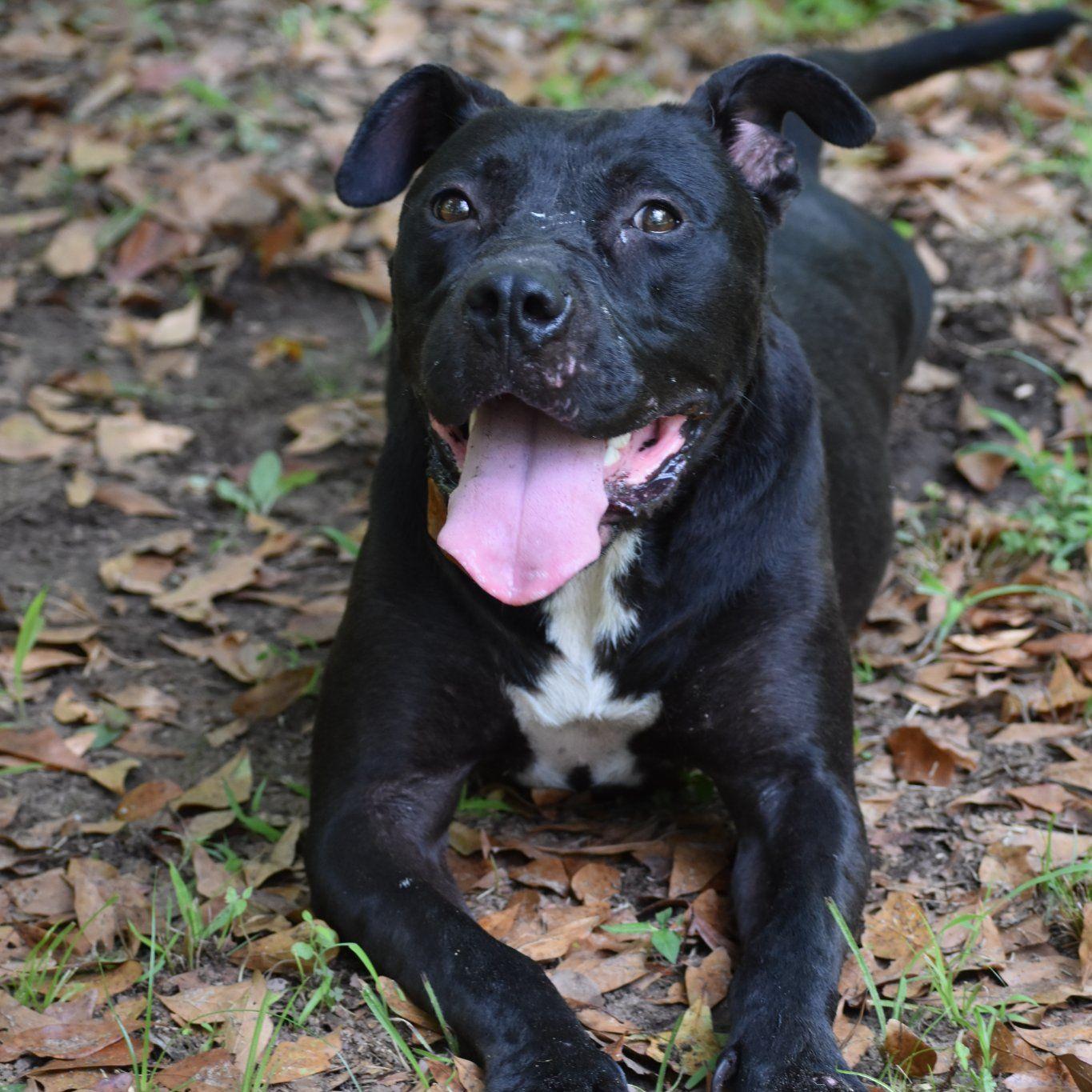 Koby, a Adoptable mixed breed in Demopolis, AL image 2/6