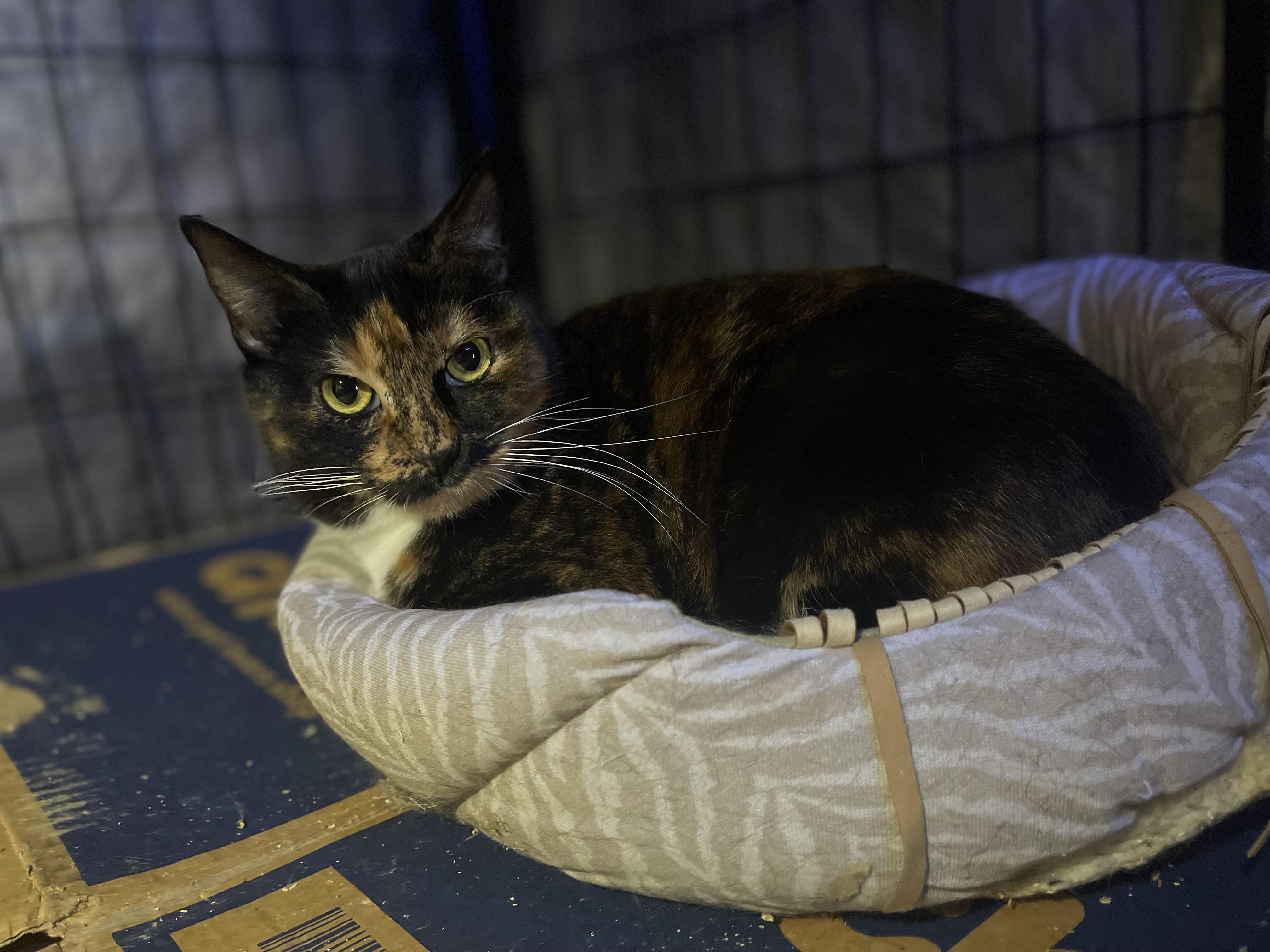 Brownie, a Adoptable Calico in Bell Gardens, CA image 3/6