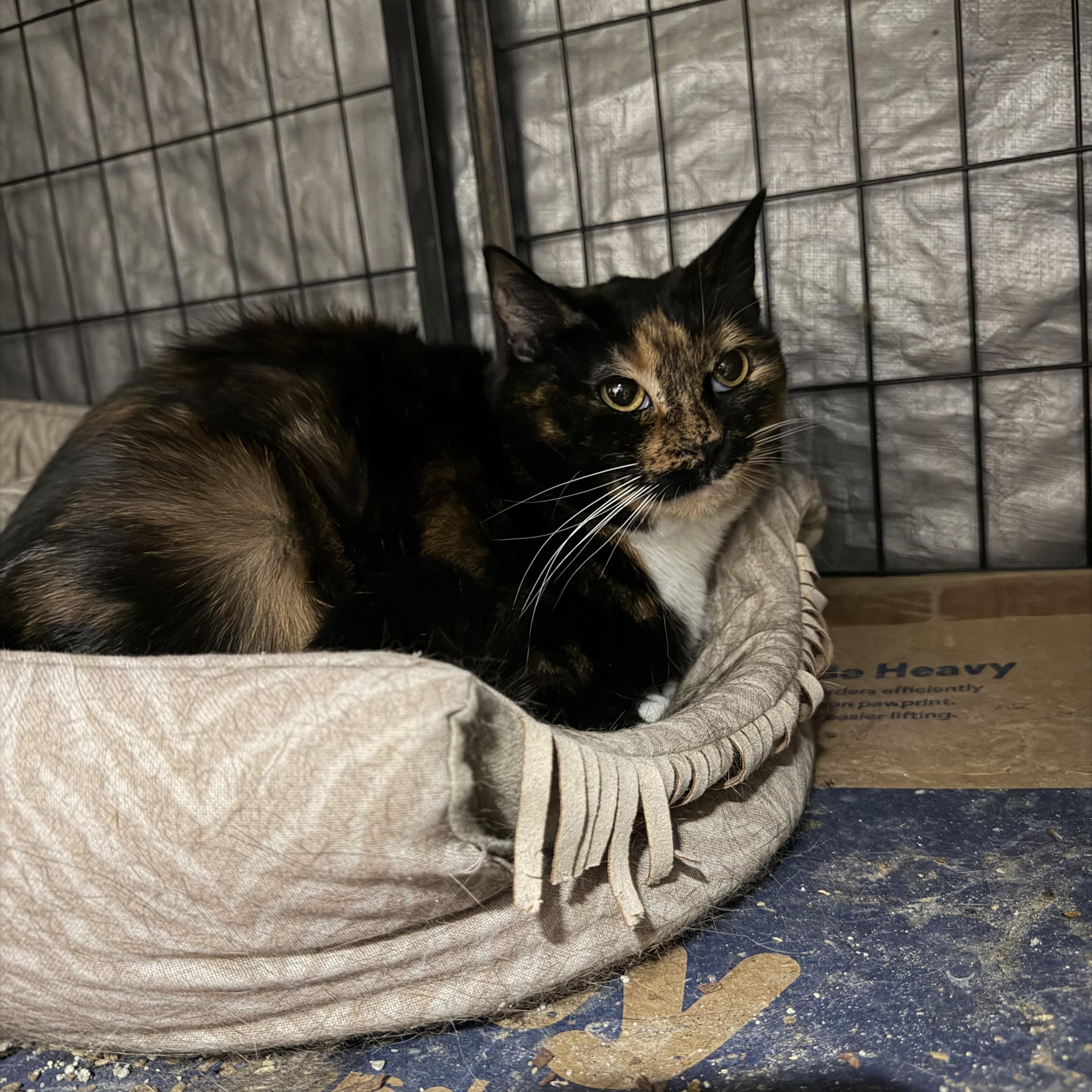 Brownie, a Adoptable Calico in Bell Gardens, CA image 6/6