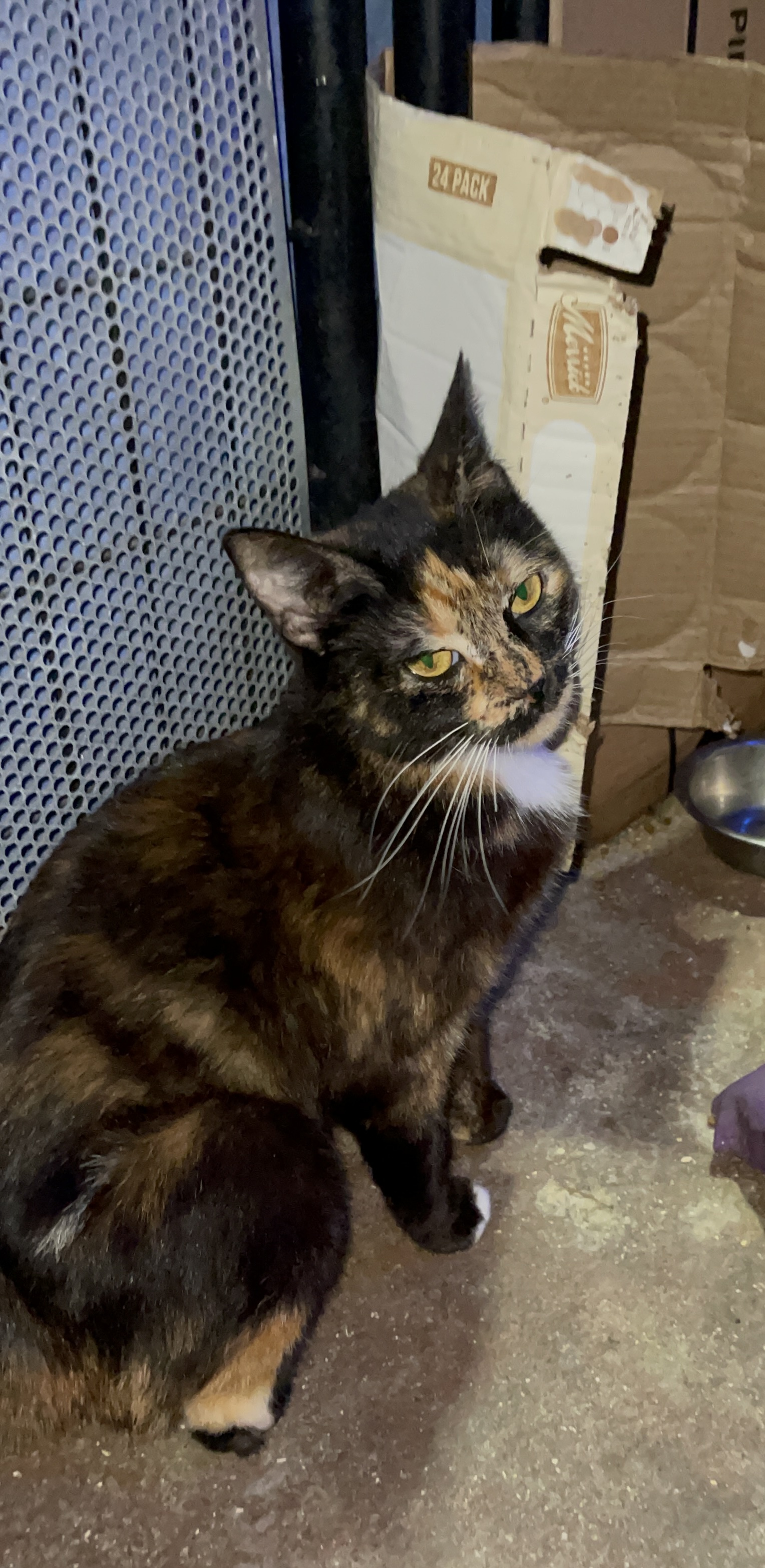 Brownie, a Adoptable Calico in Bell Gardens, CA image 4/6