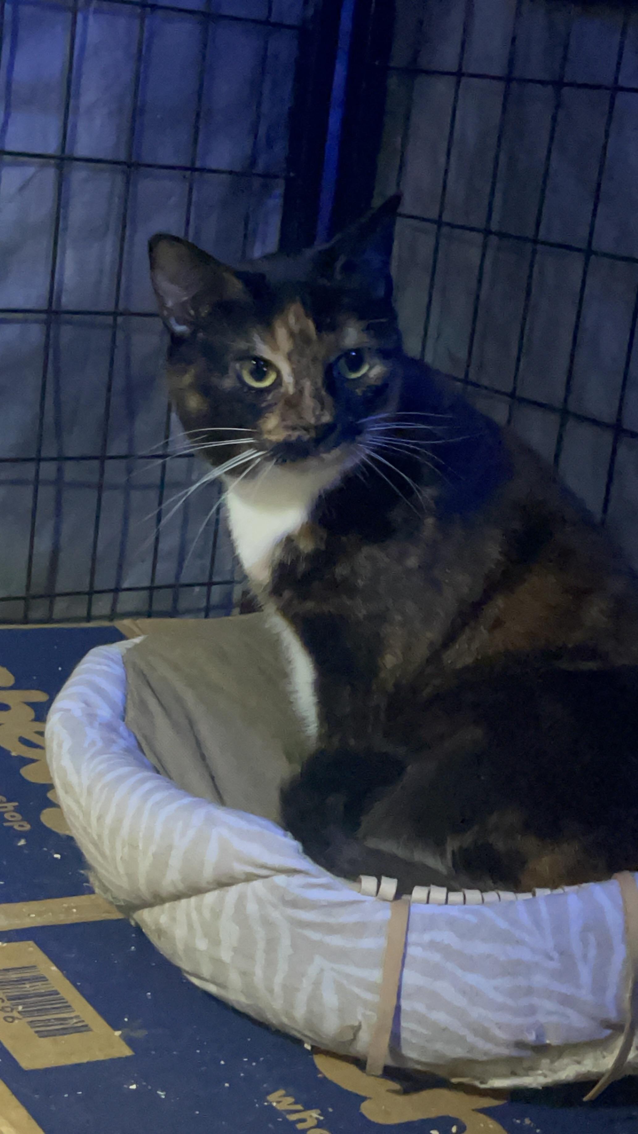 Brownie, a Adoptable Calico in Bell Gardens, CA image 6/6