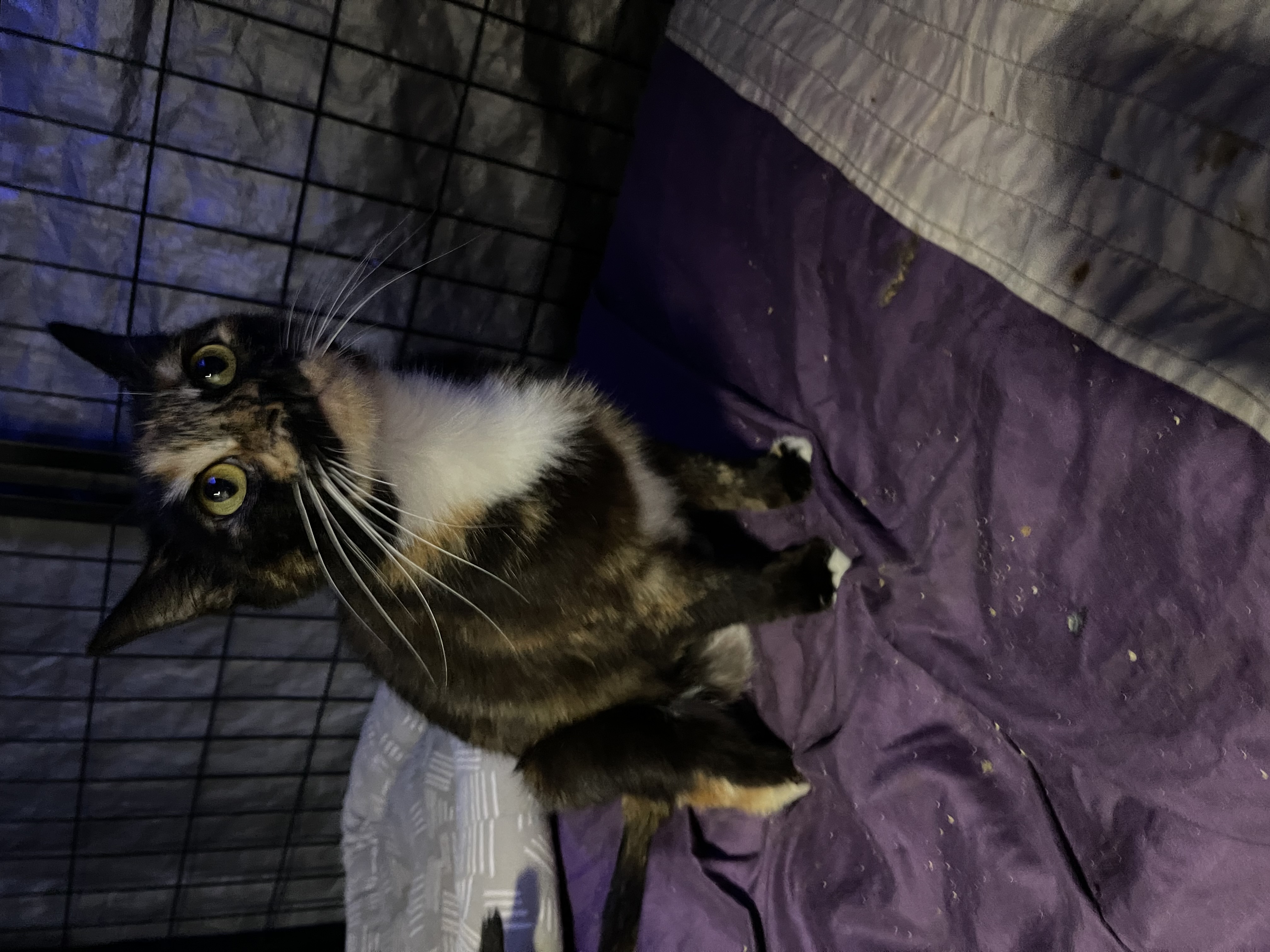 Brownie, a Adoptable Calico in Bell Gardens, CA image 2/6