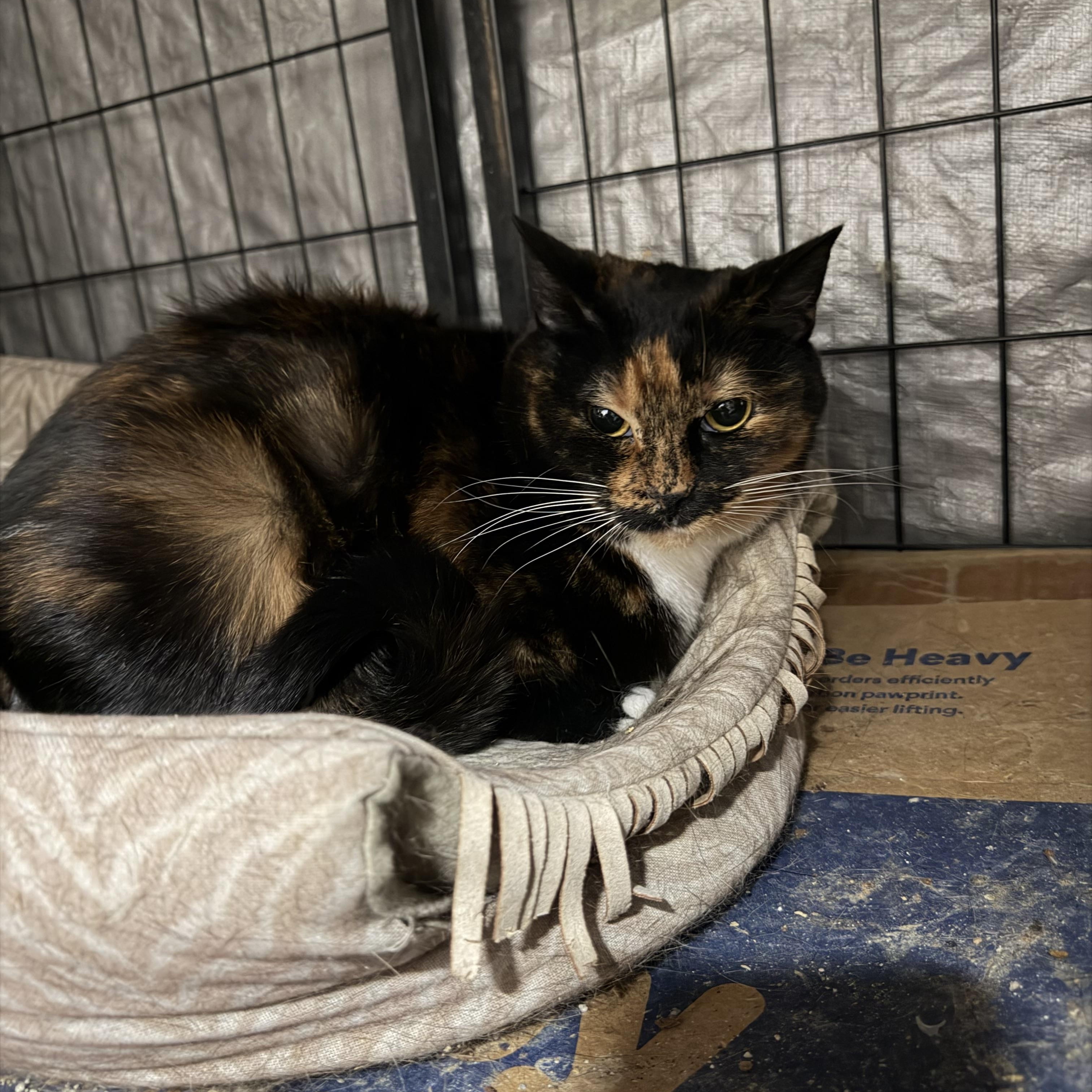 Brownie, Adoptable, Young Female Calico.