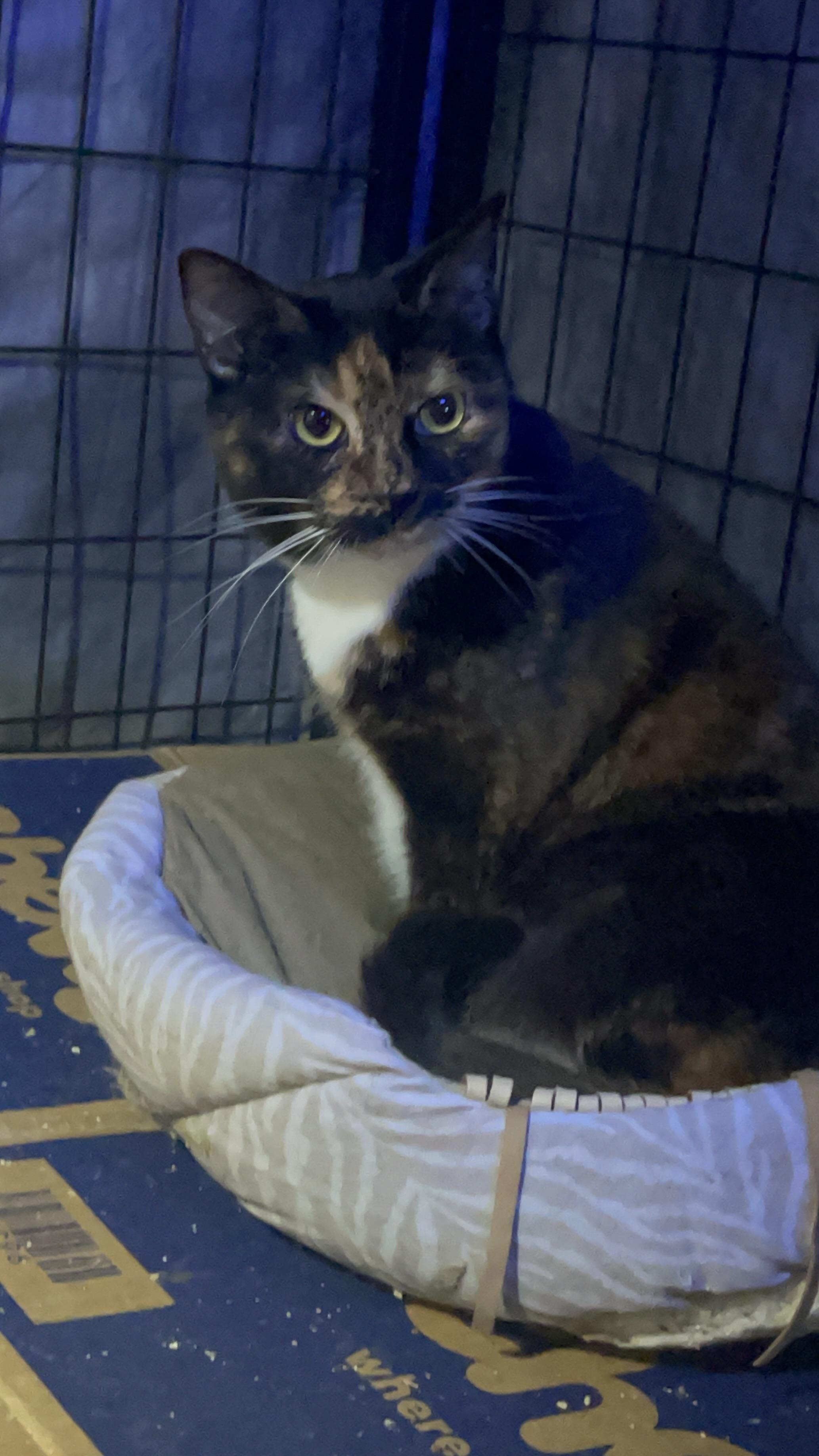 Brownie, a Adoptable Calico in Bell Gardens, CA image 5/6