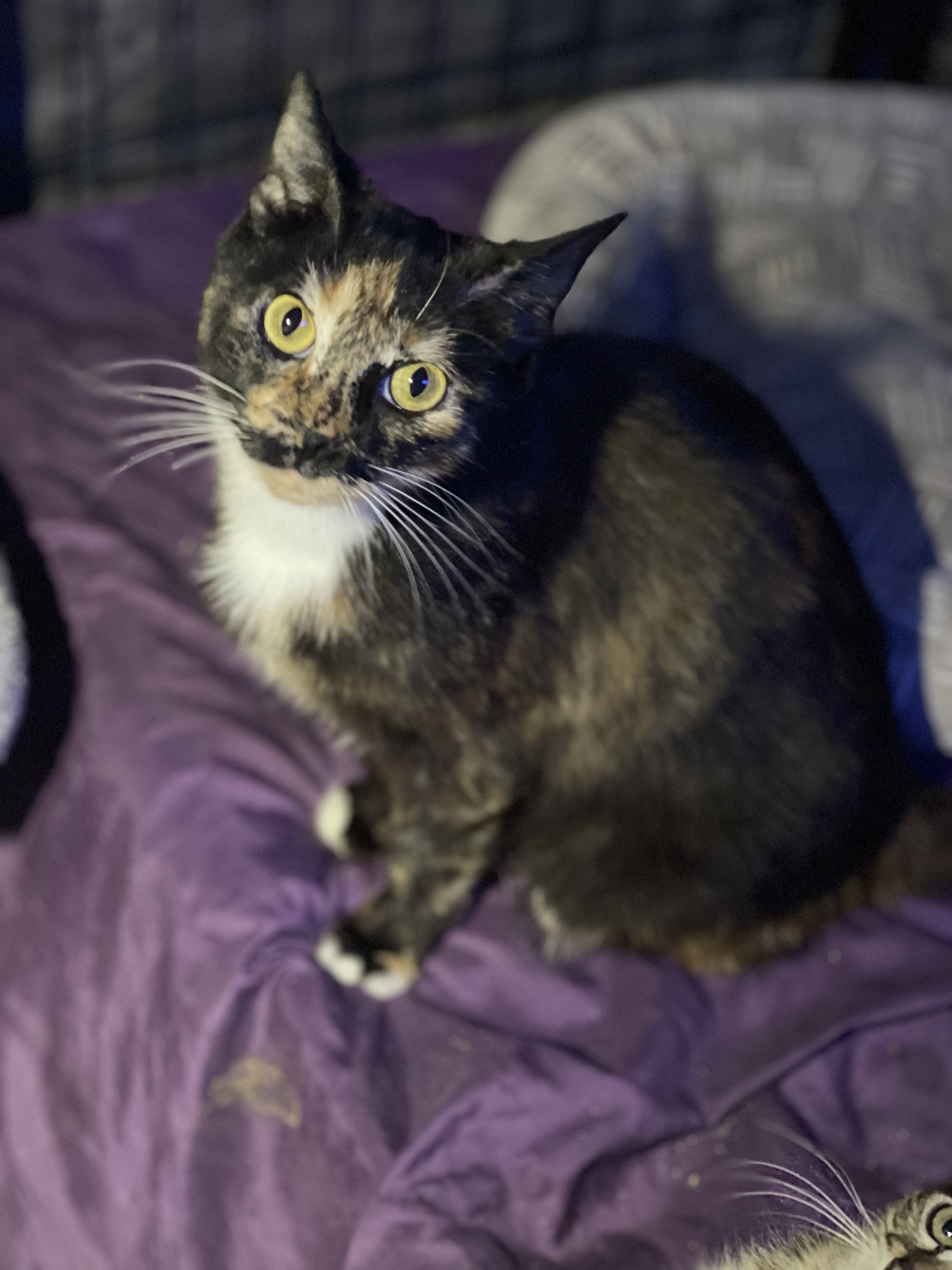 Brownie, a Adoptable Calico in Bell Gardens, CA image 1/6