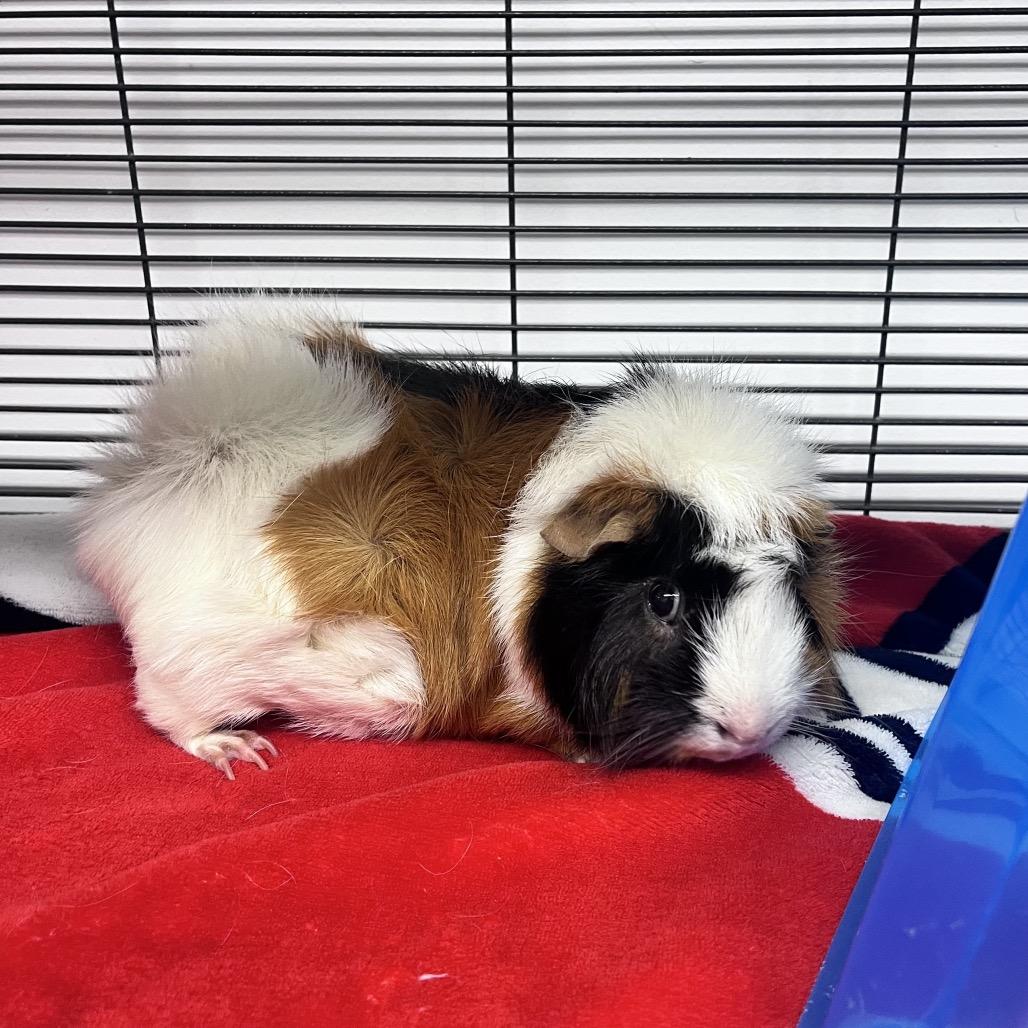 Enlarge Dumbo, a Adoptable Guinea Pig in Mentor, OH image 1/2