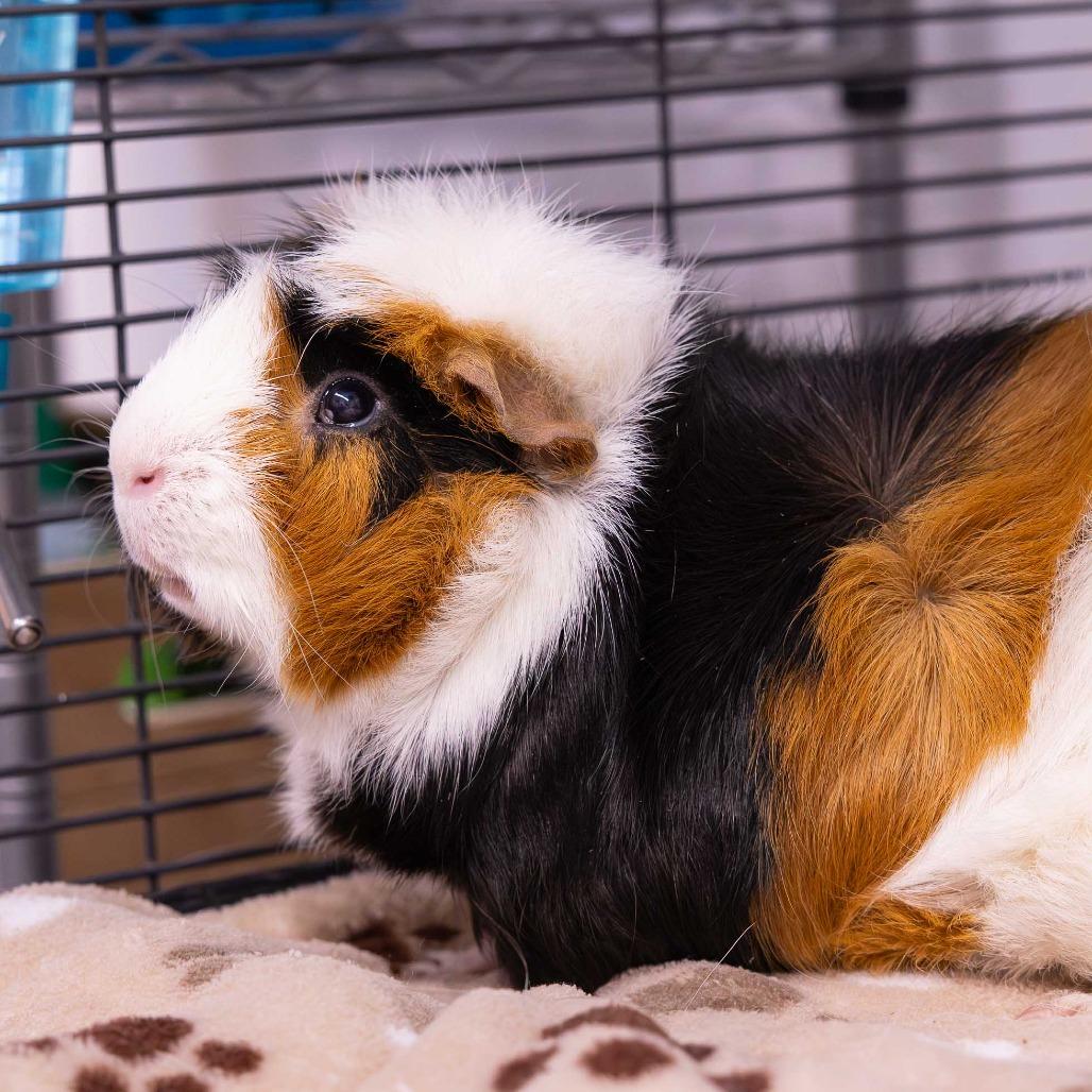 Enlarge Dumbo, a Adoptable Guinea Pig in Mentor, OH image 2/2