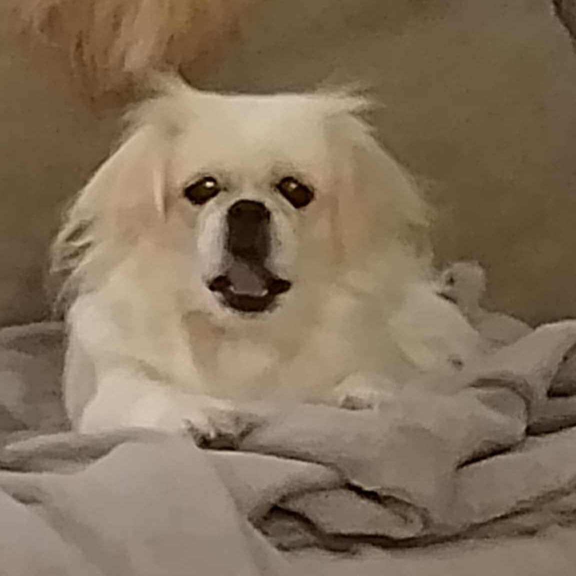 Enlarge Gidget, a Adoptable mixed breed in Tylertown, MS image 1/1