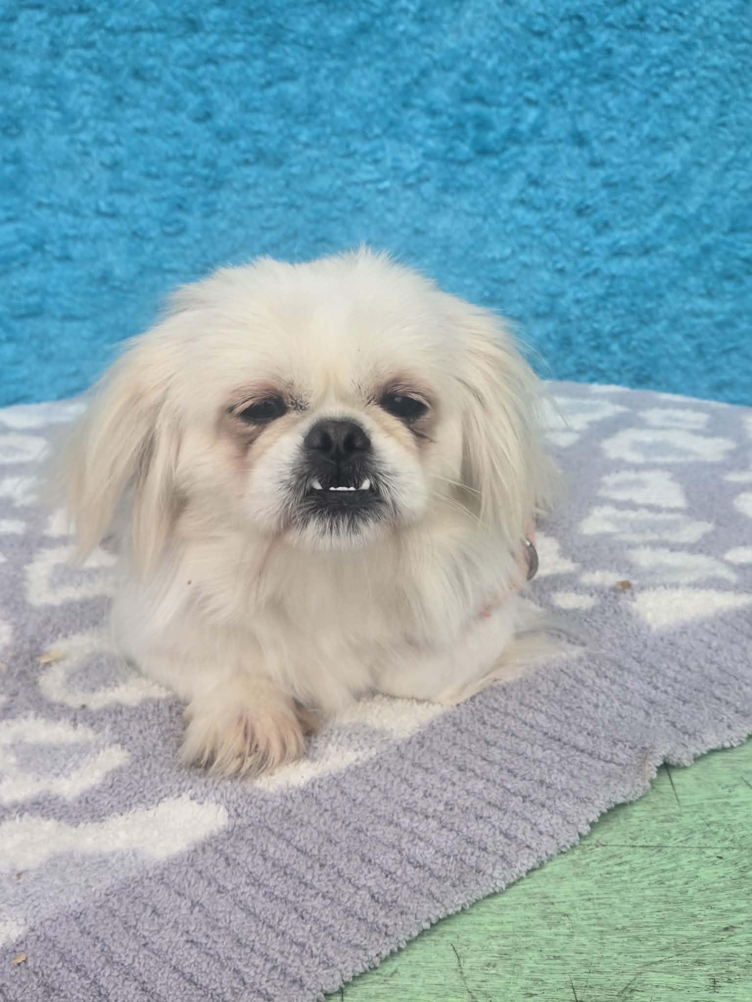 Gidget, Adoptable, Adult Female Pekingese & Maltipoo.