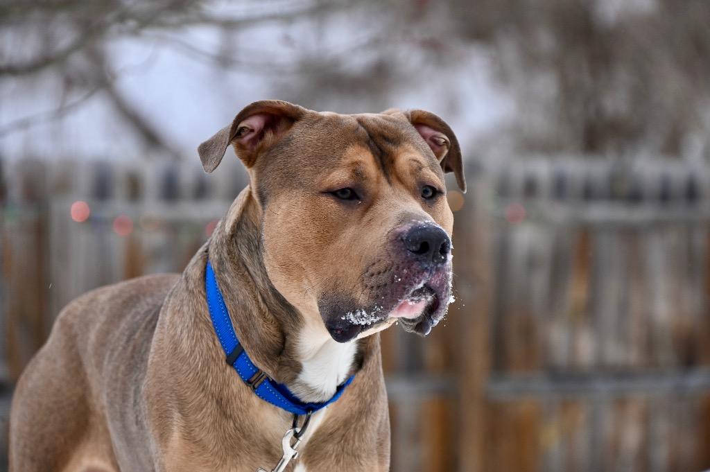 Enlarge Zeus, a Adoptable Pit Bull Terrier in Gloversville, NY image 2/6