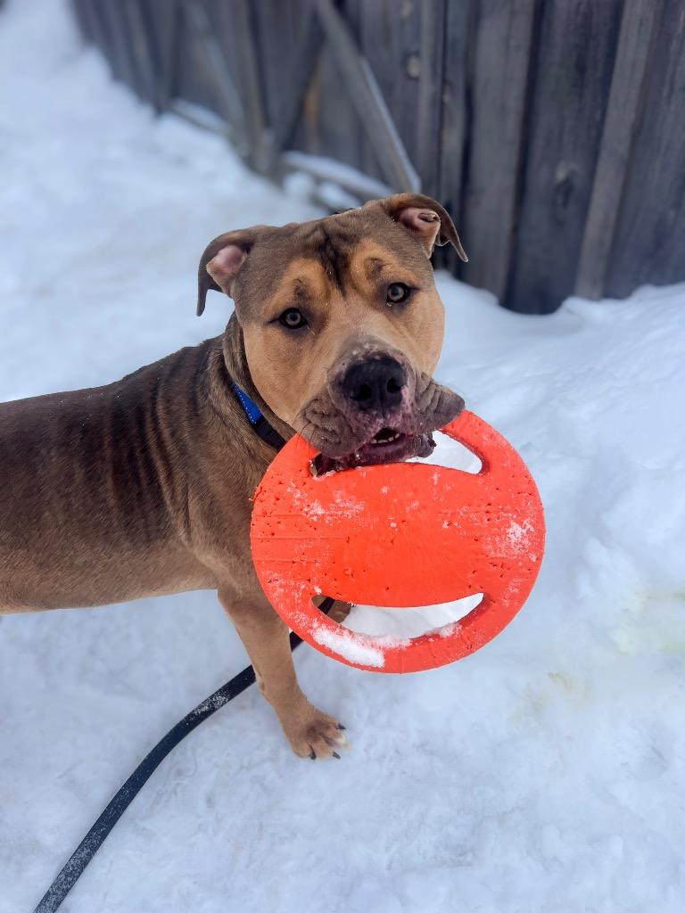 Zeus, Adoptable, Young Male Pit Bull Terrier.
