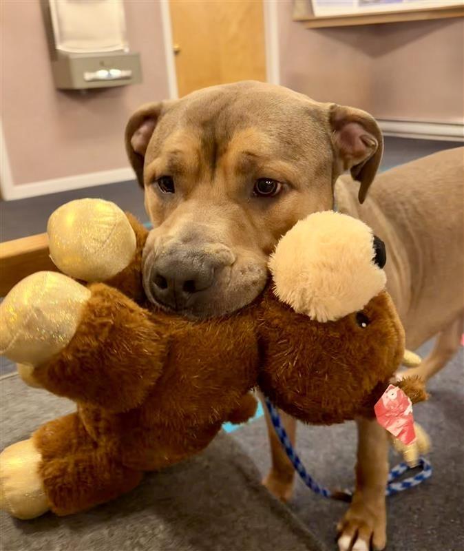 Enlarge Zeus, a Adoptable Pit Bull Terrier in Gloversville, NY image 4/6