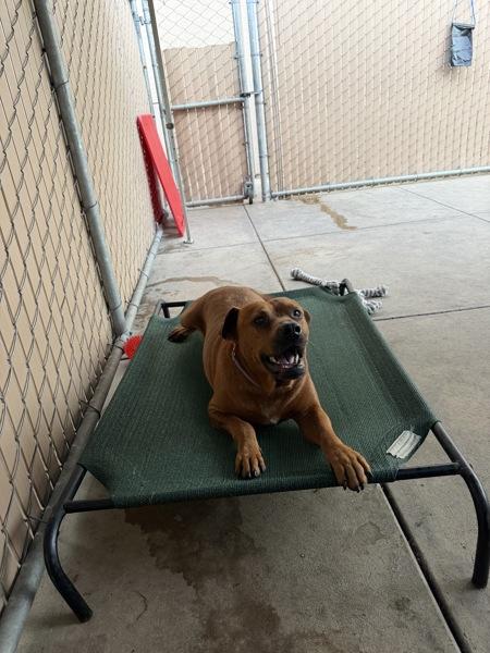 Bo, Adoptable, Senior Male American Bully.