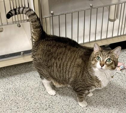 Enlarge Cooper, a ADOPTABLE Domestic Short Hair in Downers Grove, IL image 3/3