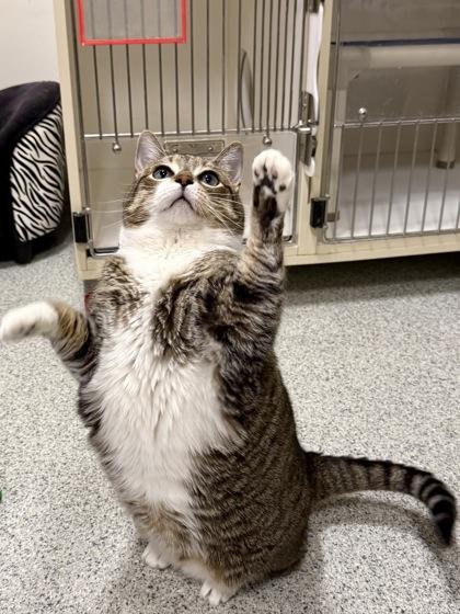 Enlarge Cooper, a ADOPTABLE Domestic Short Hair in Downers Grove, IL image 2/3