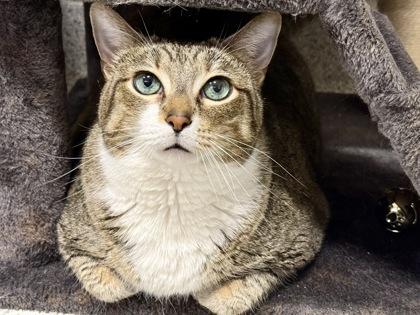 Enlarge Cooper, a ADOPTABLE Domestic Short Hair in Downers Grove, IL image 1/3