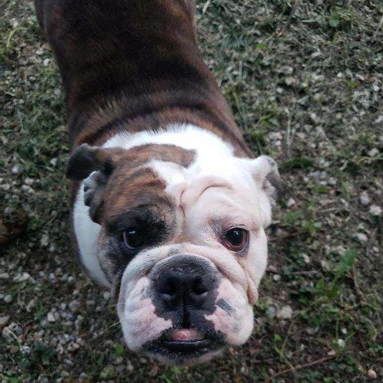 Sutton, Adopted, Young Female English Bulldog.