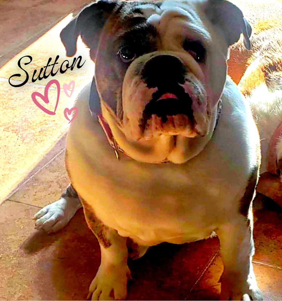 Sutton, a Adopted English Bulldog in Decatur, IL image 2/3