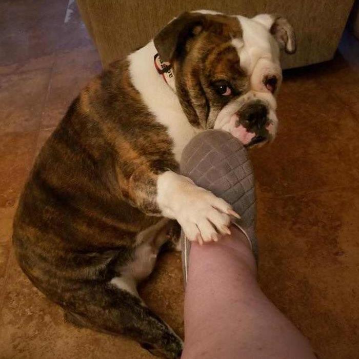 Sutton, a Adopted English Bulldog in Decatur, IL image 3/3