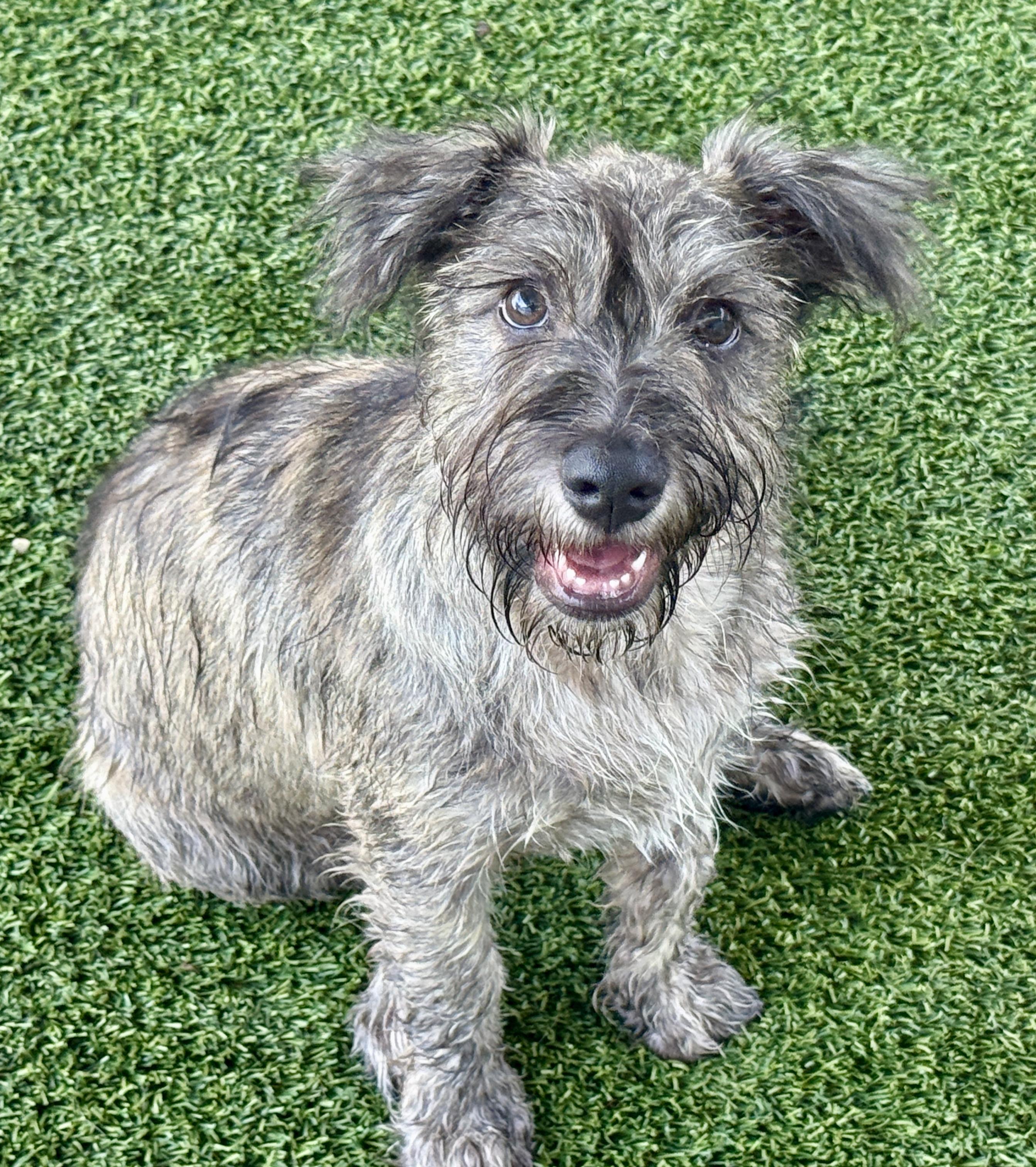 Enlarge Flynn - my mom weighs 19 lbs., a Adoptable mixed breed in Austin, TX image 5/6