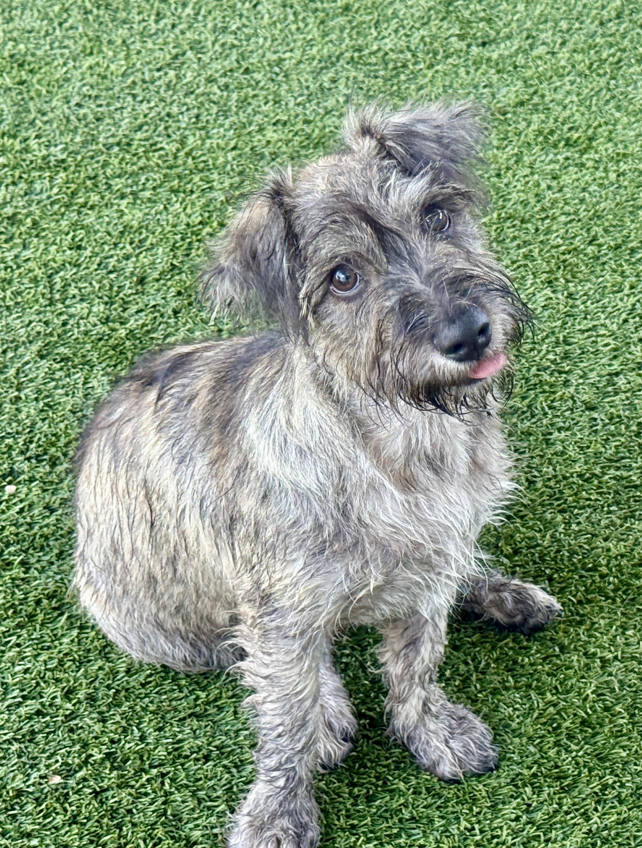 Enlarge Flynn - my mom weighs 19 lbs., a Adoptable mixed breed in Austin, TX image 6/6