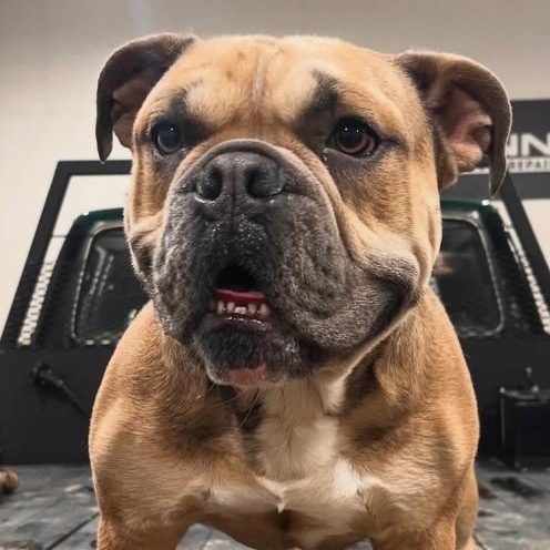 Blue, ADOPTABLE, Adult Male English Bulldog.