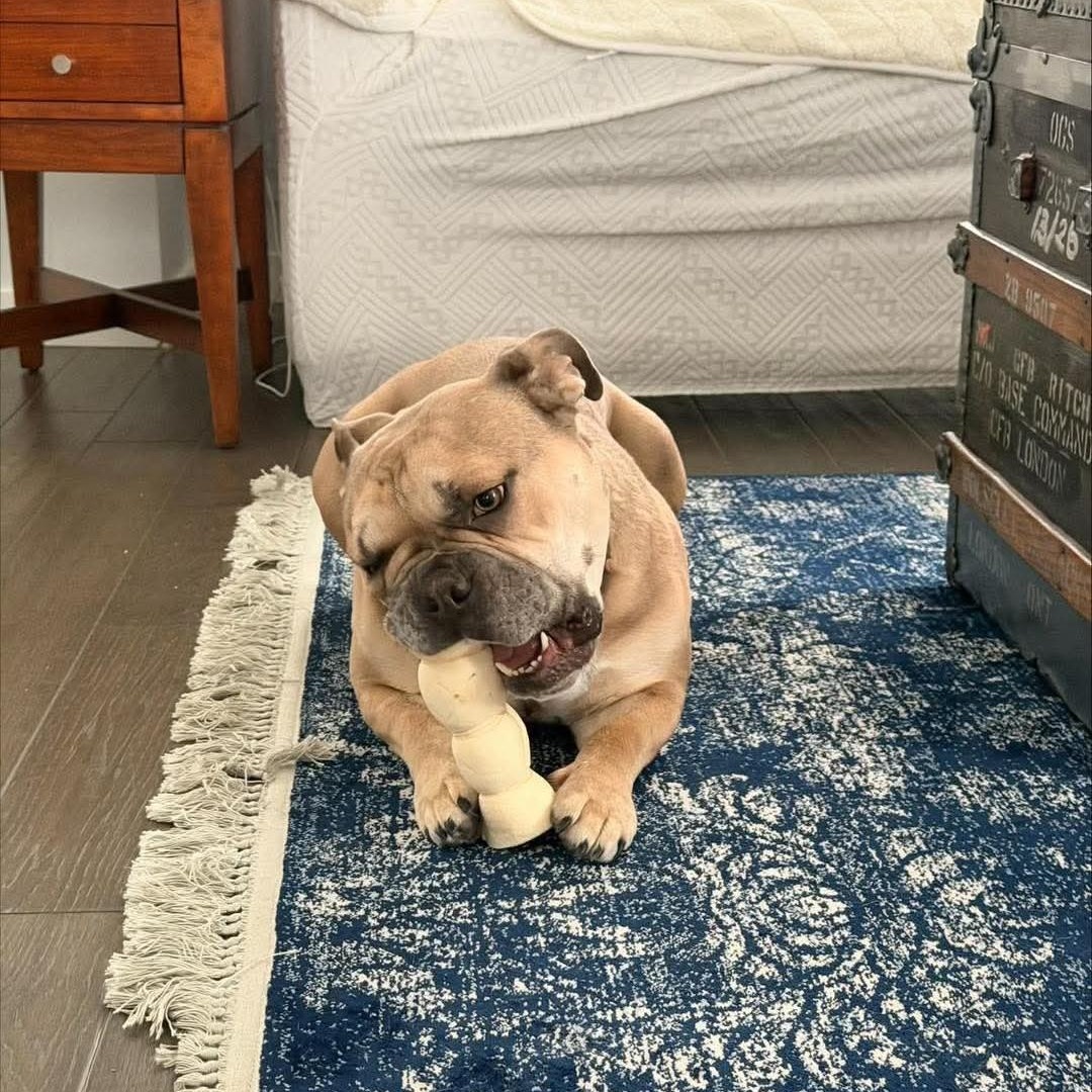 Blue, a ADOPTABLE English Bulldog in Calgary, AB image 2/3