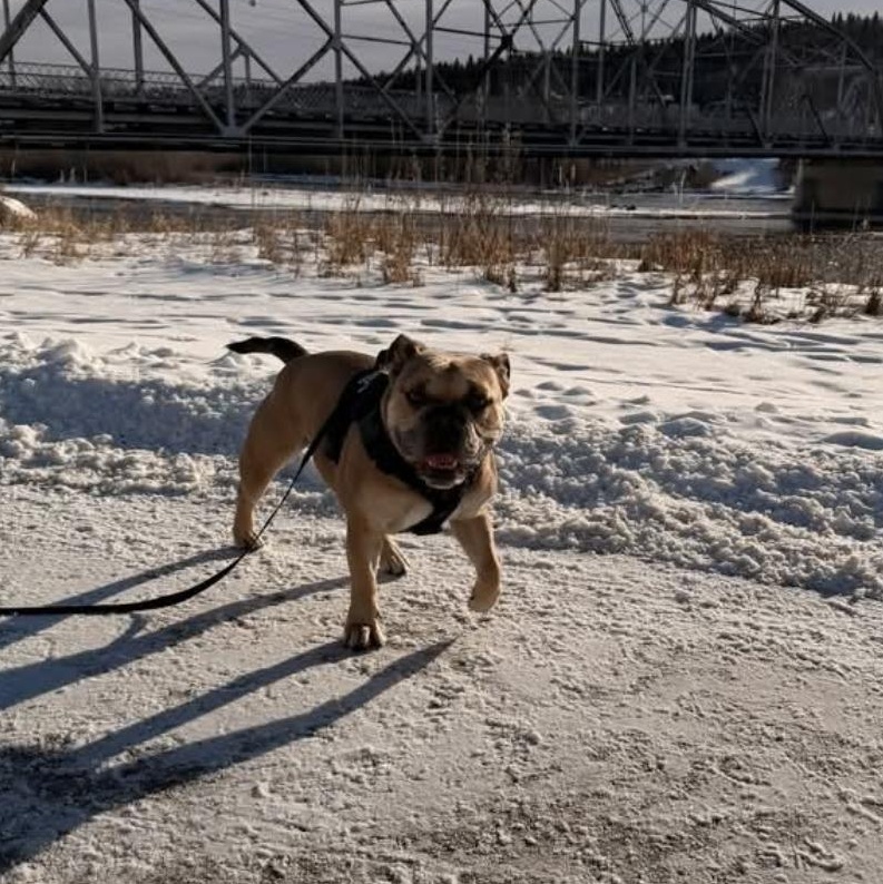 Blue, a ADOPTABLE English Bulldog in Calgary, AB image 3/3