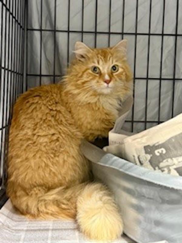 26-04-1043 Benny, Adoptable, Adult Male Domestic Long Hair.