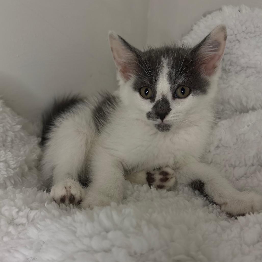 River, a Adoptable Domestic Short Hair in Lexington, KY image 1/6