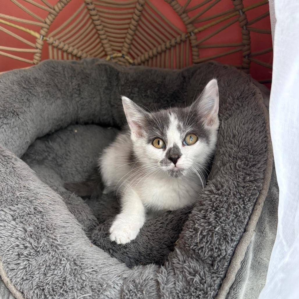 River, a Adoptable Domestic Short Hair in Lexington, KY image 2/6