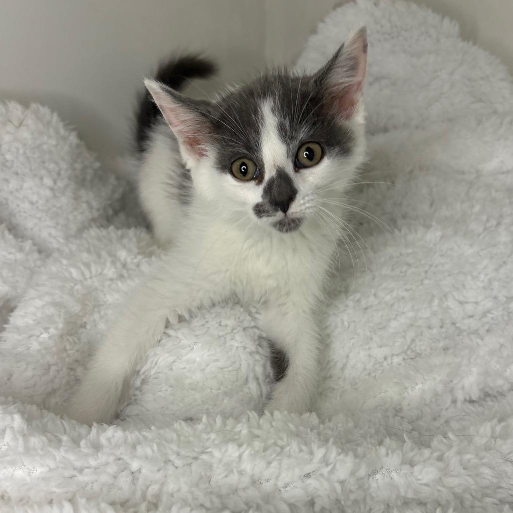 River, a Adoptable Domestic Short Hair in Lexington, KY image 3/6