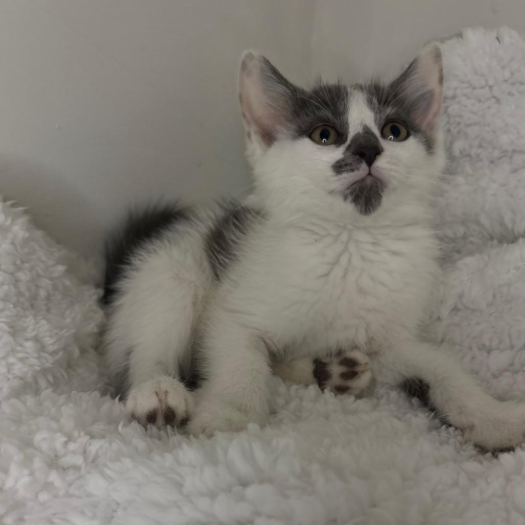 River, a Adoptable Domestic Short Hair in Lexington, KY image 4/6