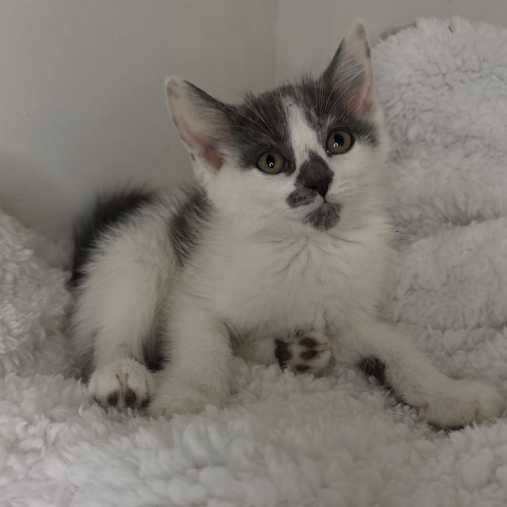 River, a Adoptable Domestic Short Hair in Lexington, KY image 5/6