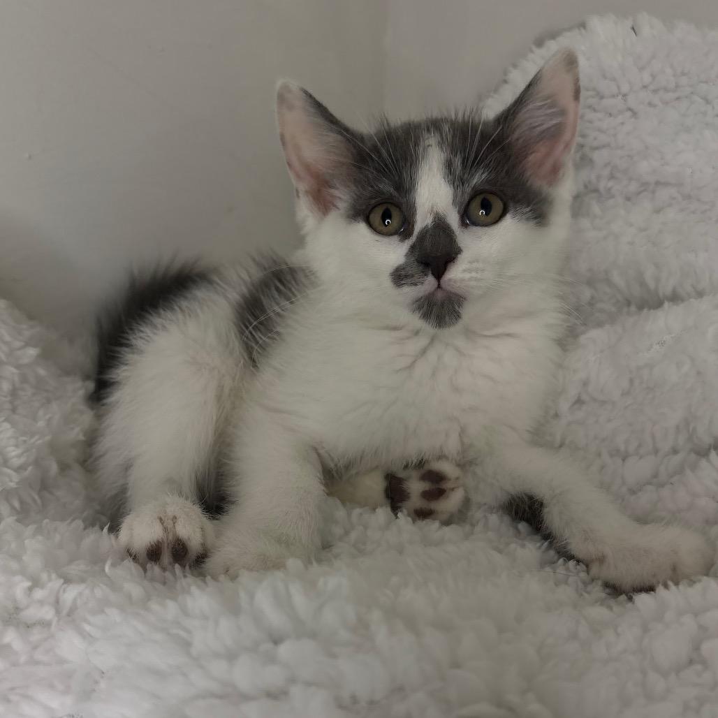 River, a Adoptable Domestic Short Hair in Lexington, KY image 6/6