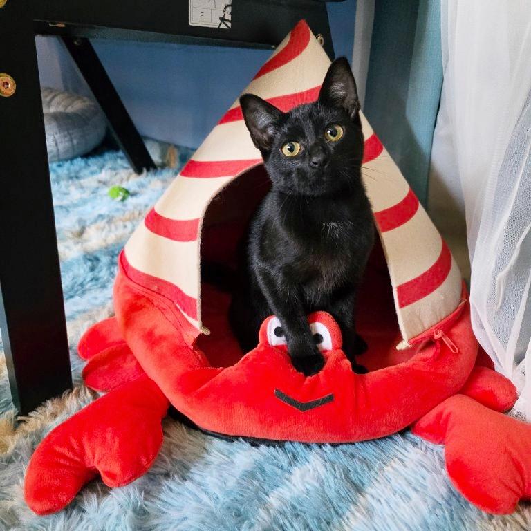 Enlarge Dana Barrett, an adopted mixed breed in Beaverton, OR image 4/4