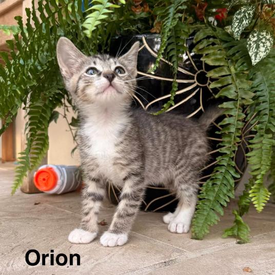Orion, Adoptable, Kitten Male Domestic Short Hair.