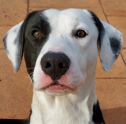 Eeyore, Adoptable, Puppy Male Terrier & Mixed Breed.