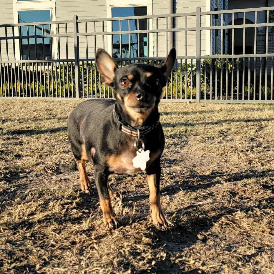 Enlarge Bree, a Adoptable Chihuahua in Katy, TX image 1/1